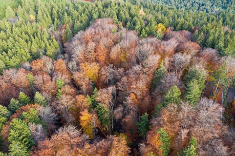 Autumn mixed forest of spruce and copper beech