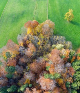 Autumn mixed forest and meadow