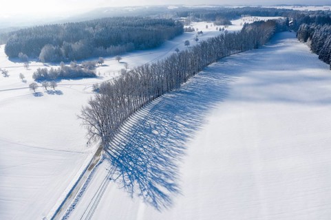 Tree row with long shadows in winter