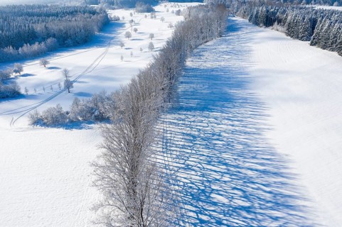 Tree row with long shadows in winter
