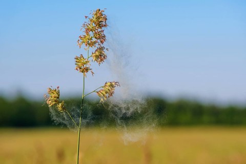 Pollen flight