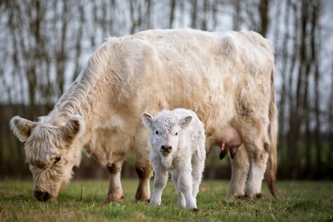 Galloway cattle (Bos primigenius taurus) with blond pigmentation