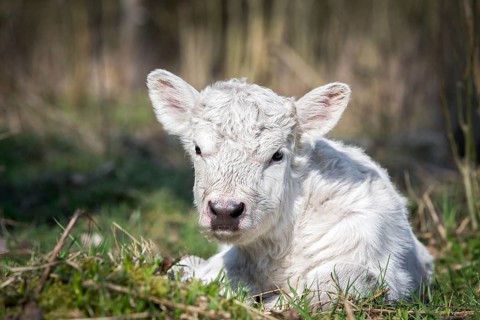 Galloway cattle (Bos primigenius taurus) with blond pigmentation