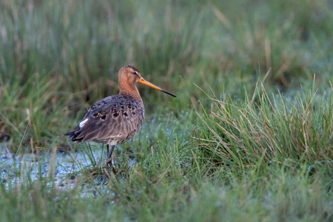 Black-tailed godwit (Limosa limosa) in wetland