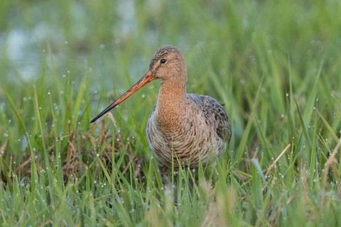 Black-tailed godwit (Limosa limosa) standing in grass with dew drops
