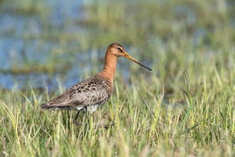 Black-tailed godwit (Limosa limosa) in wetland