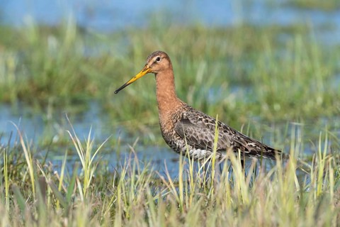 Black-tailed godwit (Limosa limosa) in wetland