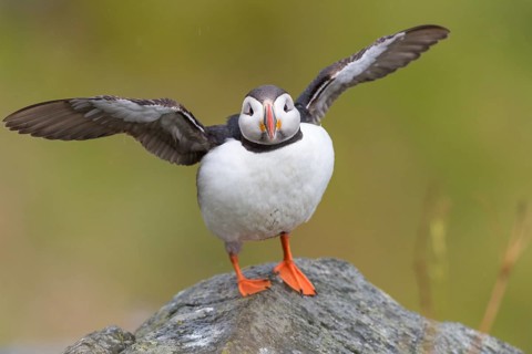 Puffin (Fratercula arctica) spreading wings