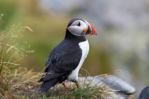 Puffin (Fratercula arctica)