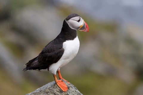 Puffin (Fratercula arctica) on rock