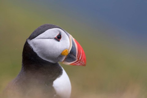 Puffin (Fratercula arctica)