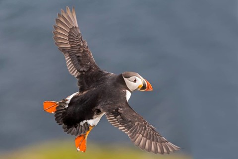 Puffin (Fratercula arctica) in flight