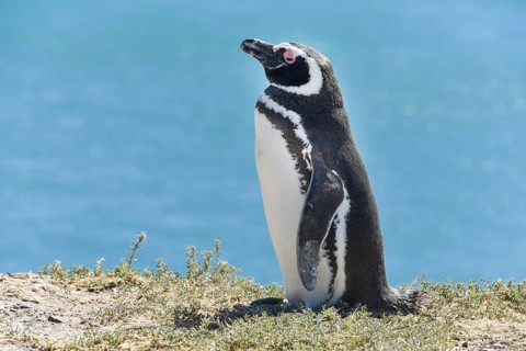 Magellanic penguin (Spheniscus magellanicus)