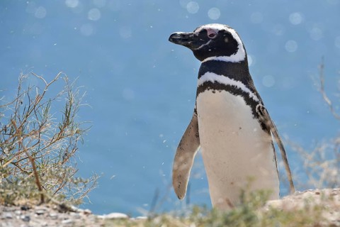 Magellanic penguin (Spheniscus magellanicus)