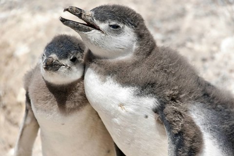 Magellanic penguins (Spheniscus magellanicus)