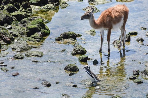 Magellanic penguin (Spheniscus magellanicus) with Guanaco (Lama guanicoe)