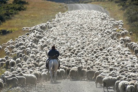 Gaucho on horseback drives huge flocks of sheep