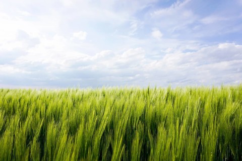 Barley field in spring