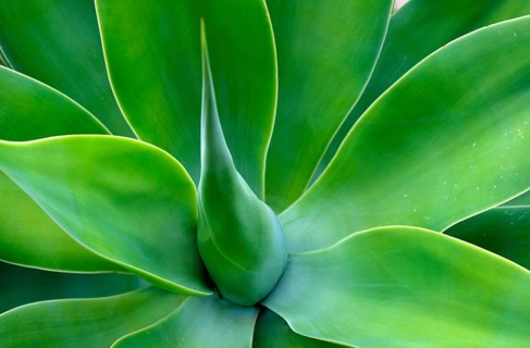Lion's tail (Agave attenuata)