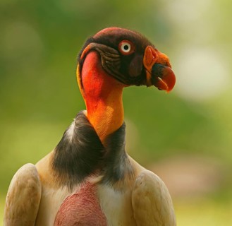 King vulture (Sarcoramphus papa)