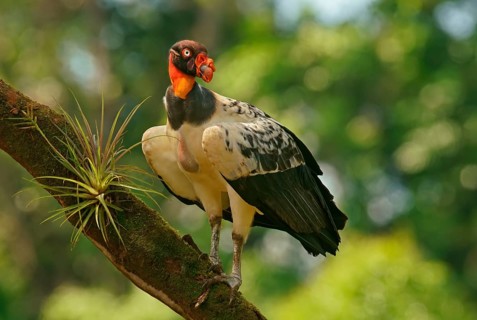 King Vulture (Sarcoramphus papa) stands on a branch
