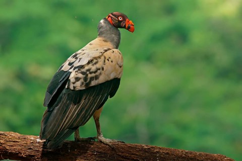 King Vulture (Sarcoramphus papa) stands on a branch