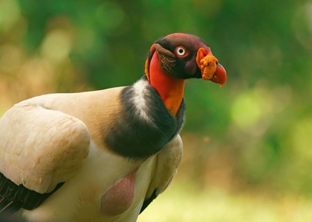 King vulture (Sarcoramphus papa)