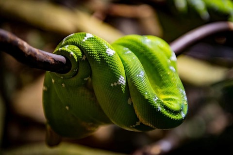 Green tree python (Morelia viridis) lies folded on a branch