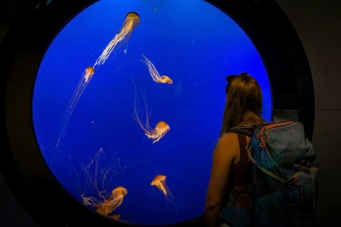 Visitor in front of an aquarium with Japanese sea nettle (Chrysaora pacifica)