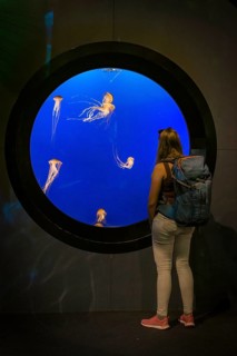 Visitor in front of an aquarium with Japanese sea nettle (Chrysaora pacifica)