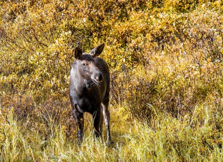 Young elk stands in bushes