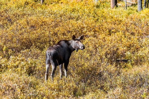 Young Elk