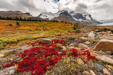 Barren Landscape