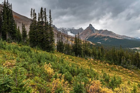 View to Mount Athabasca and Hilda Peak in autumn