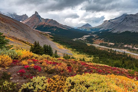 View to Mount Athabasca and Hilda Peak in autumn