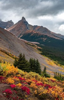 View to Mount Athabasca and Hilda Peak in autumn
