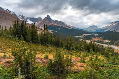View to Mount Athabasca and Hilda Peak in autumn