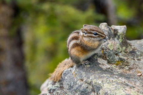 Eastern chipmunk (Tamias striatus)