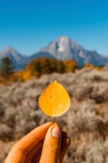 Hand holding yellow autumn leaf of a Common aspen (Populus tremula)