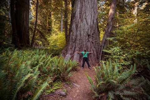 Young woman embracing a thick Sequoia sempervirens (Sequoia sempervirens)