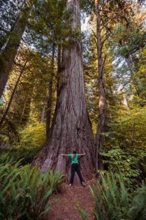 Young woman embracing a thick Sequoia sempervirens (Sequoia sempervirens)