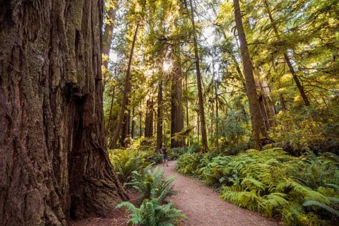 Hiking trail through coastal sequoia forest (Sequoia sempervirens)