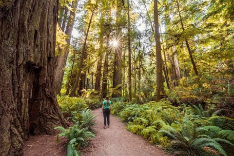 Young woman on a hiking trail through forest with coastal sequoia trees (Sequoia sempervirens) and ferns