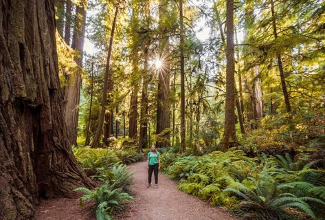 Young woman on a hiking trail through forest with coastal sequoia trees (Sequoia sempervirens) and ferns