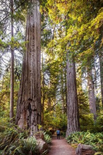 Young woman on a hiking trail through forest with coastal sequoia trees (Sequoia sempervirens) and ferns
