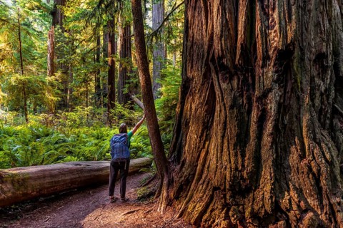 Young woman next to a thick tree trunk of the Sequoia sempervirens (Sequoia sempervirens)