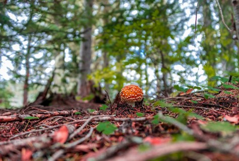 Red Fly agaric (Amanita muscaria) at the forest floor in the deciduous forest