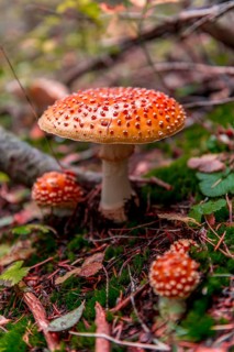 Red Fly agaric (Amanita muscaria) on mossy forest soil