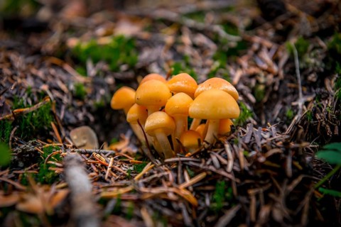 Conifer tufts (Hypholoma capnoides) at the forest floor