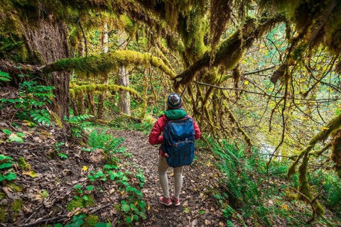 Hiker on hiking trail in rainforest